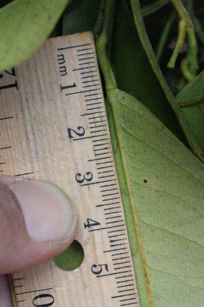              Petiole (Riverside, CA)       